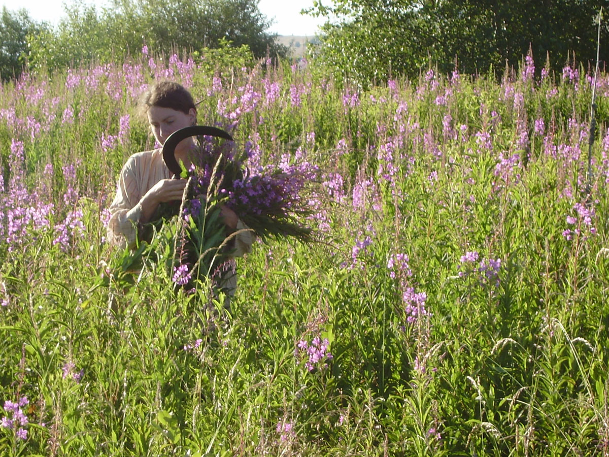 Fleurs Sauvages