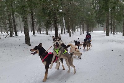 Chiens de Traîneau des Volcans_Picherande