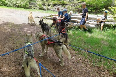 Chiens de Traîneau des Volcans_Picherande