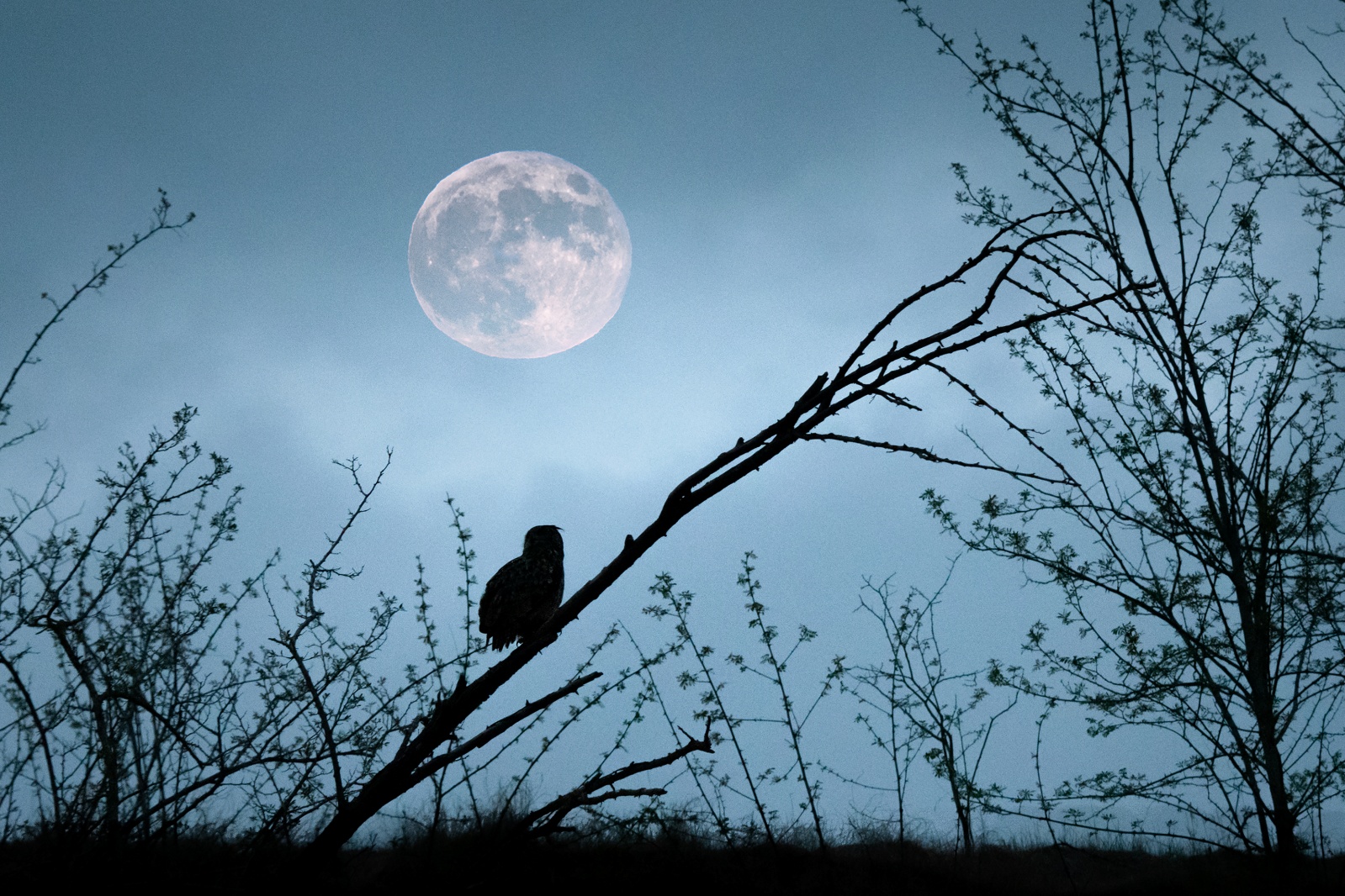 Jour de la Nuit