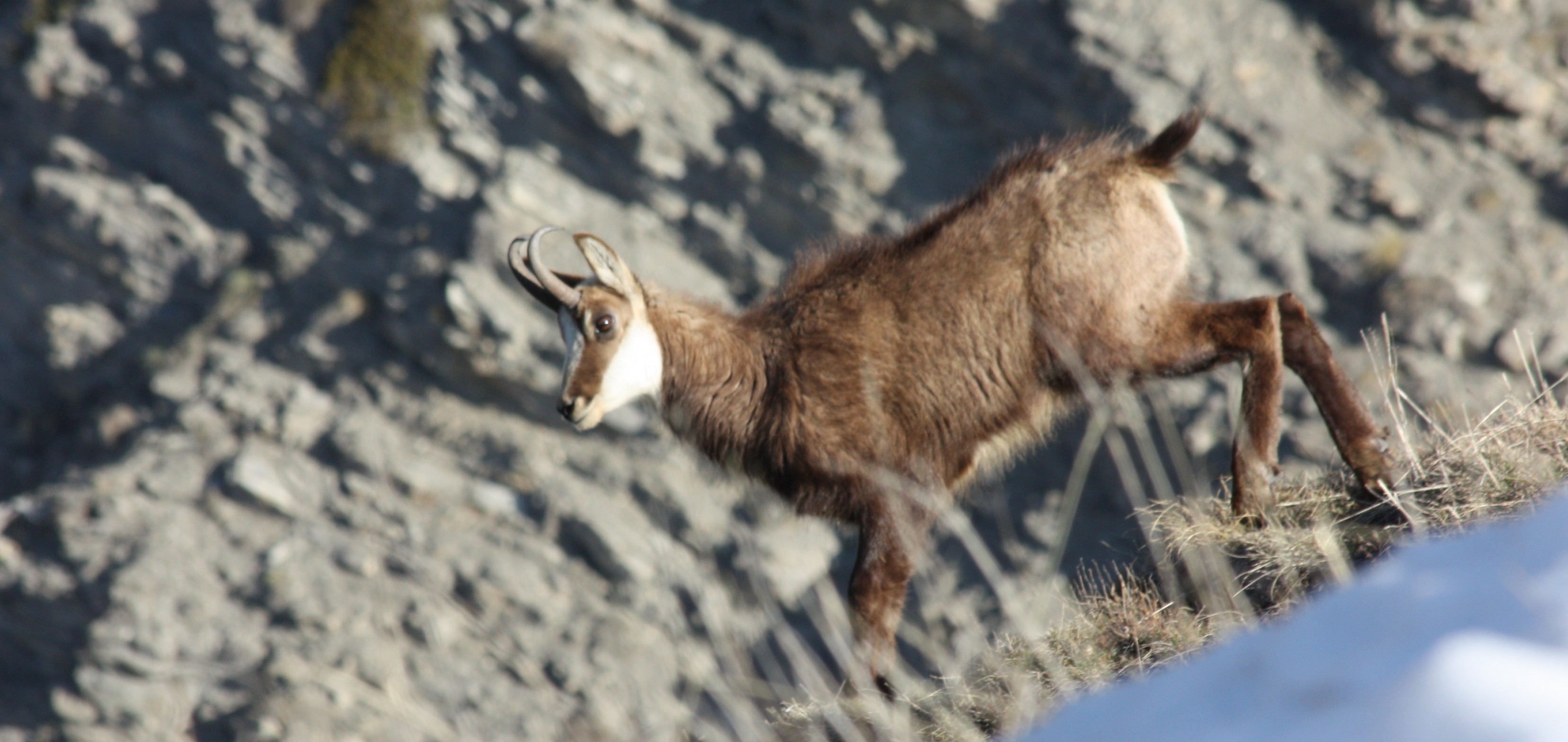 Randonnée - Le vivant au coeur de l'hiver_Lavigerie