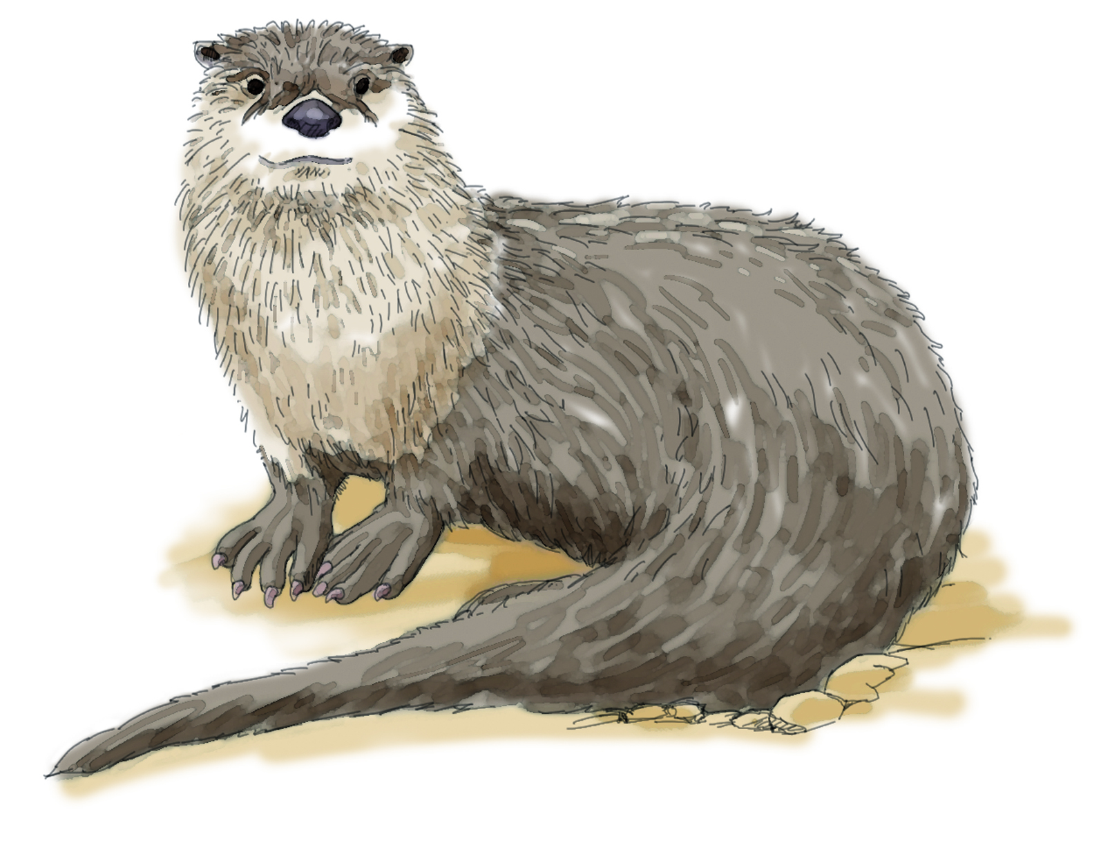 Indices de présence de la faune des volcans : sur les traces de la loutre d'Europe_Aydat