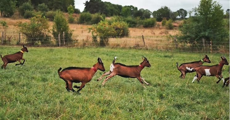 Balade à la ferme Cabri'Olby_Olby