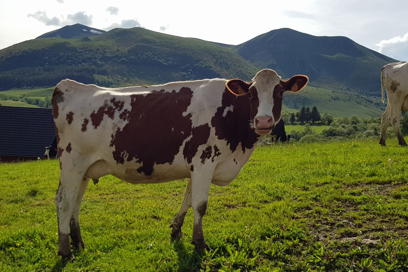 Balade à la ferme au GAEC des Marmottes_Chambon-sur-Lac