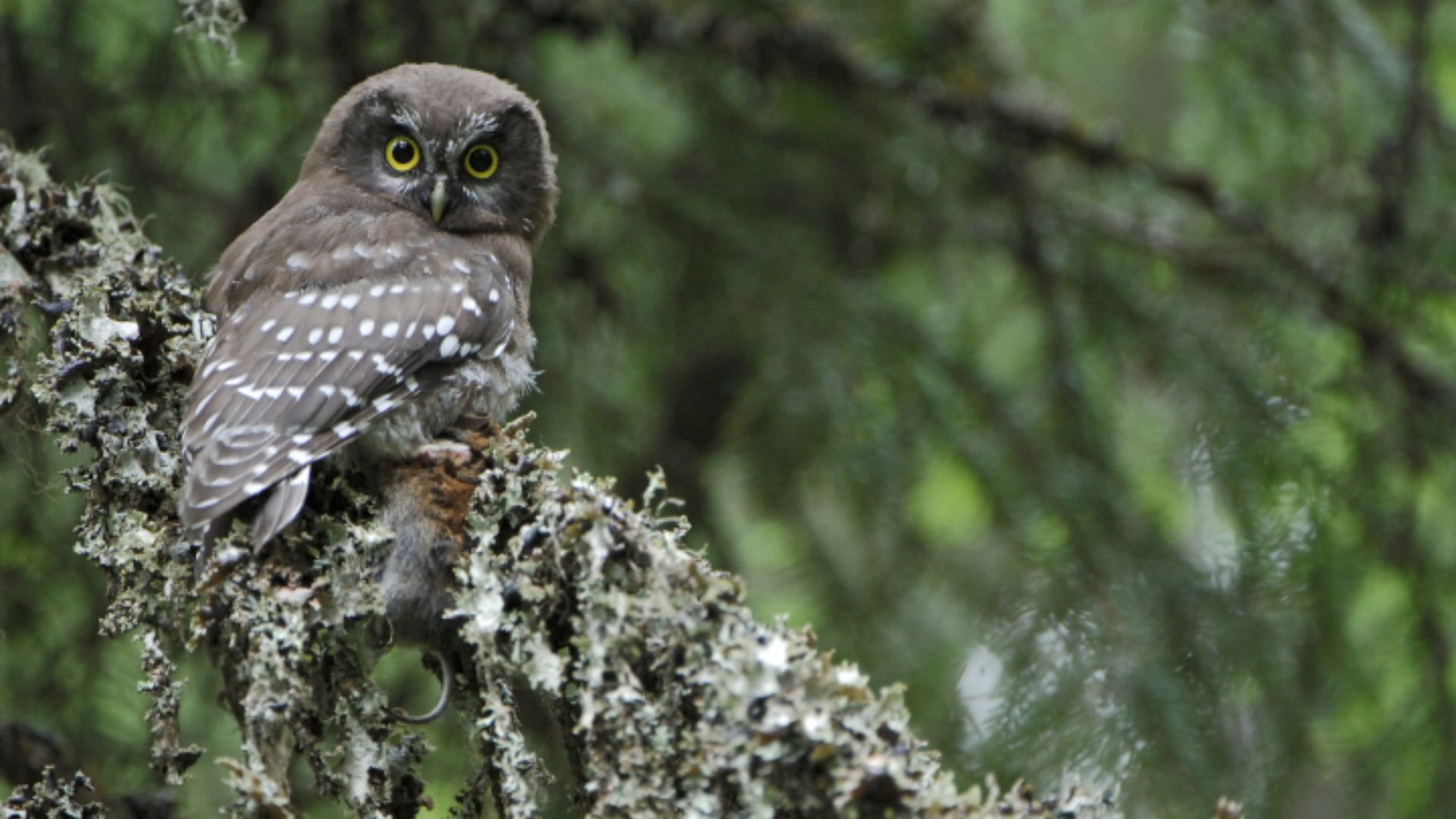 A la découverte de la chouette de Tengmalm_Ceyssat
