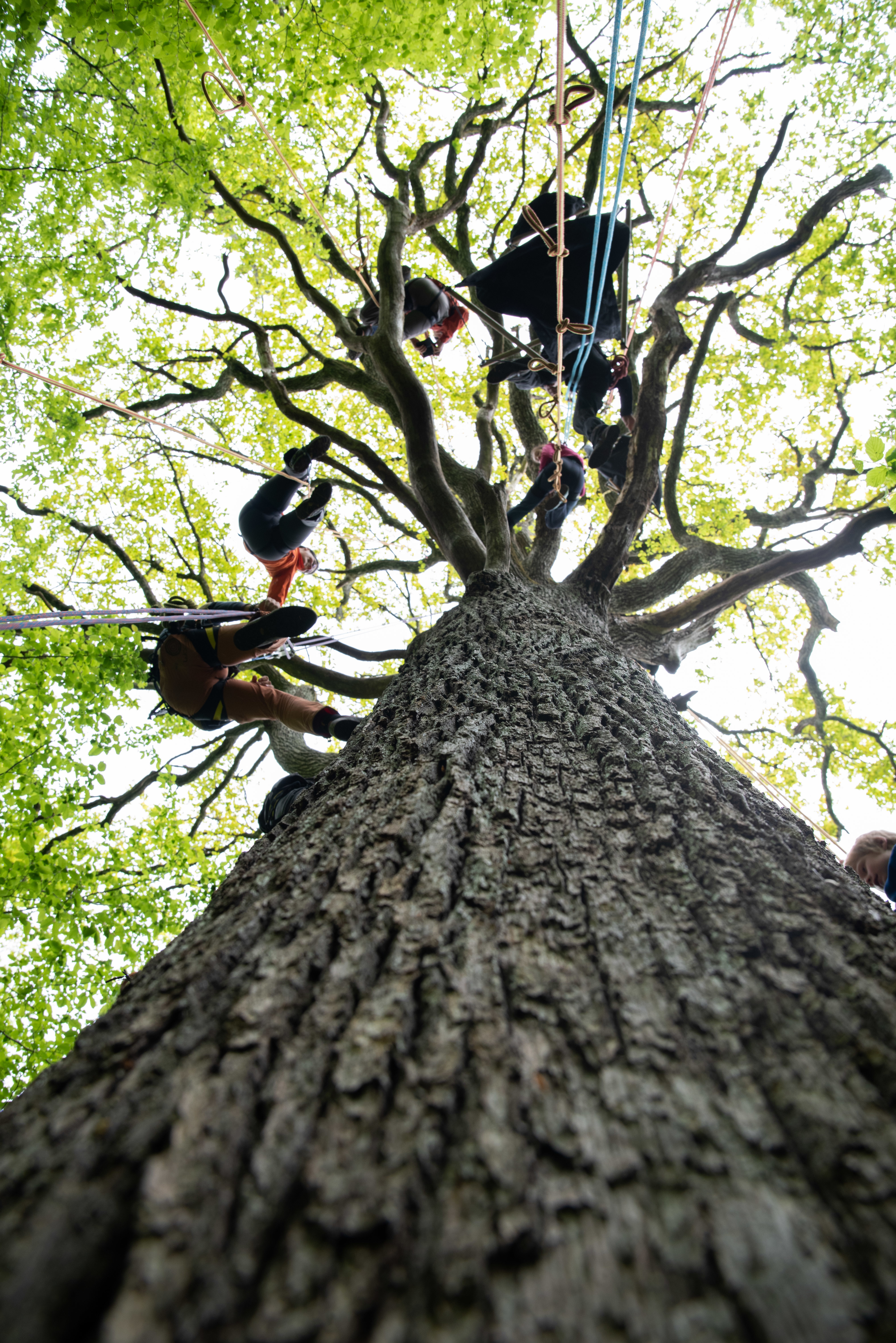 Grimpe dans les arbres