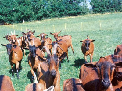 Les chèvres de Nadaillat