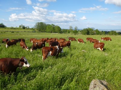 Ferme du Jarry - Visite de ferme stflour cantal