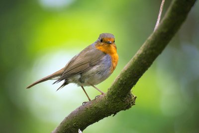 Observons les oiseaux_Valuéjols