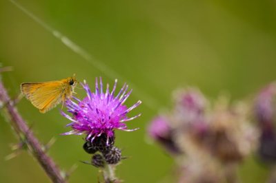 Sortie nature découverte des Papillons de Jour_Ségur-les-Villas