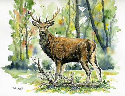 Exposition aquarelles "Mes secrets de nature"_Brezons
