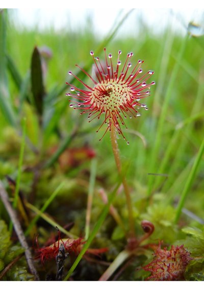 Fête de l'eau : sortie nature découverte de la flore des zones humides_Chastreix