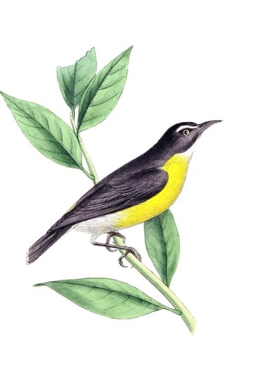 Sortie nature : à la découverte des rapaces