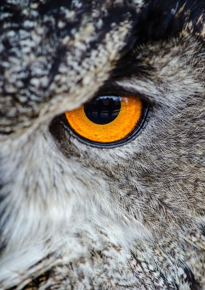 Apéro-conférence : Mystérieux rapaces nocturnes