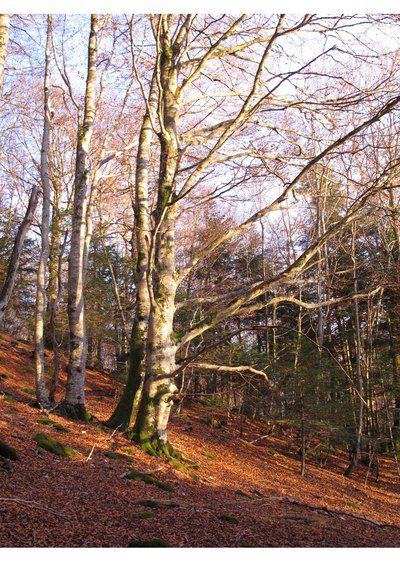 Fête de la Citrouille : sortie nature veille d'automne_Chastreix