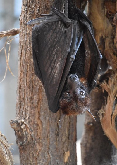 A la rencontre des chauves-souris