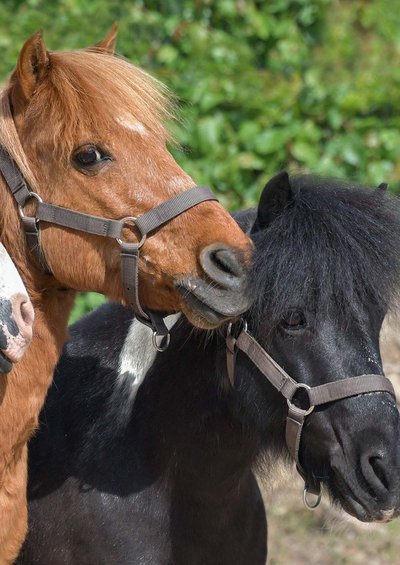Ramassage des déchets avec les poneys