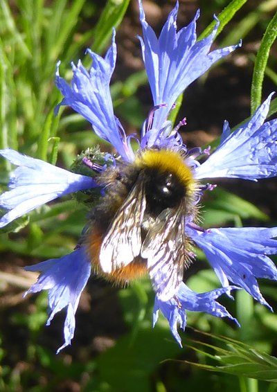 Les rendez-vous au jardin : importance des insectes dans le jardin clos
