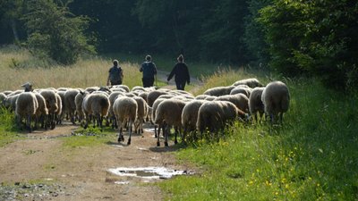 La Chaîne des Puys : terre de pastoralisme, des troupeaux qui dessinent nos volcans depuis plus de 6 000 ans._Orcines