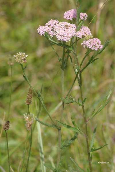 L'Achillée millefeuille