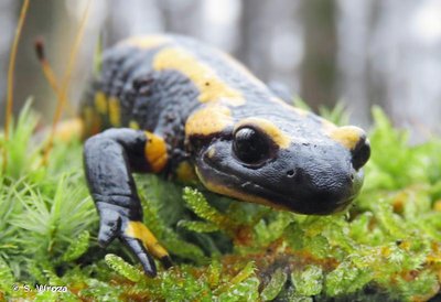 Salamandre tachetée