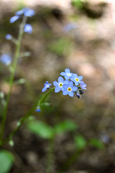 Myosotis des forêts