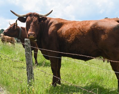 La Vache Salers