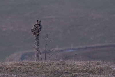 Le Hibou Grand-Duc