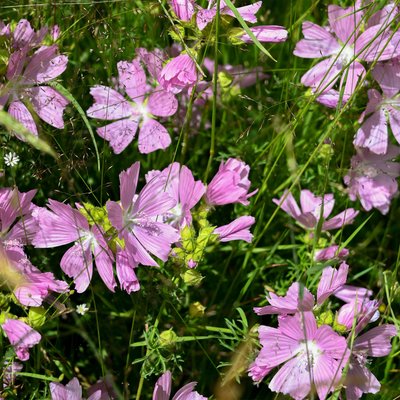 La Mauve musquée