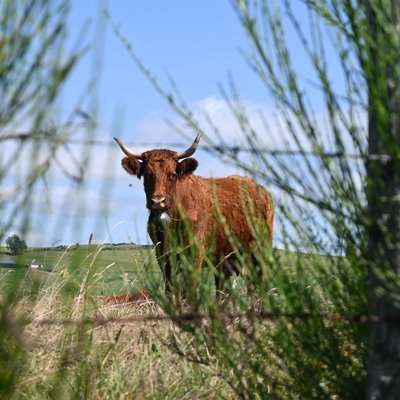 La Vache Salers