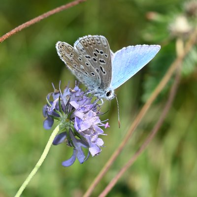 Azuré bleu céleste mâle