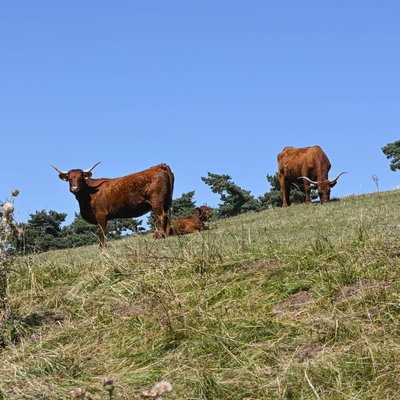 La Vache Salers