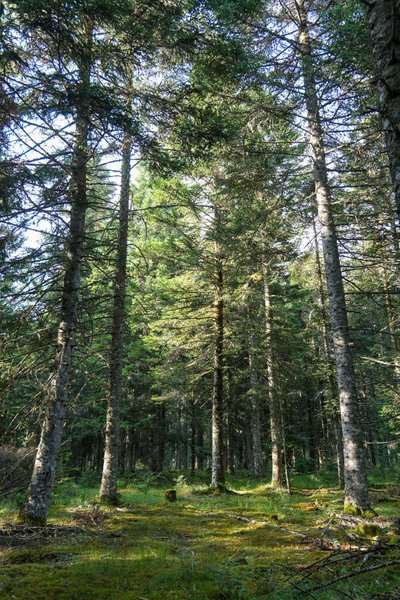 Gestion de la forêt - Les Argonautes