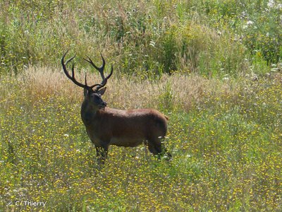 Un cerf élaphe