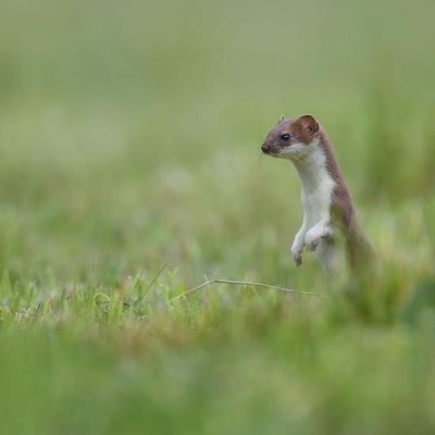 Hermine en pelage d'été