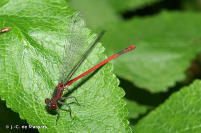 Petite nymphe au corps de feu (demoiselle)