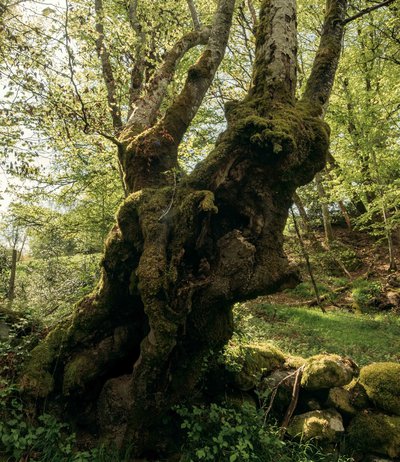 arbre à biodiversité