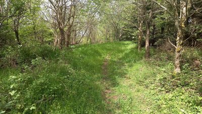 Zone de sylvopâturage