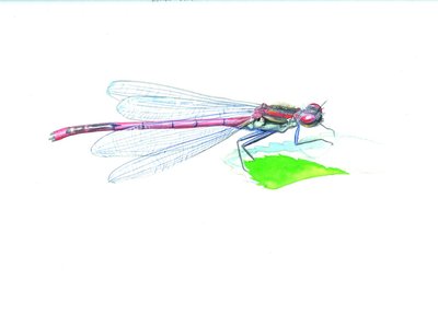 Petite nymphe au corps de feu