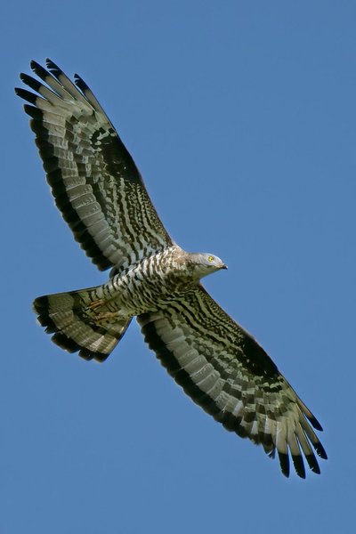 Bondrée Apivore en vol