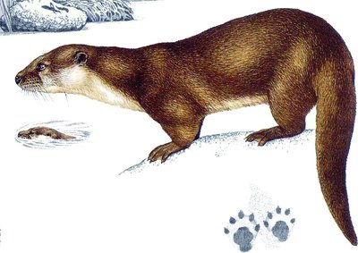 Loutre d'Europe