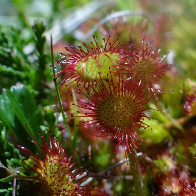 la drosera