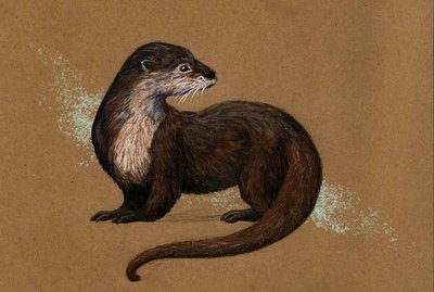 la loutre