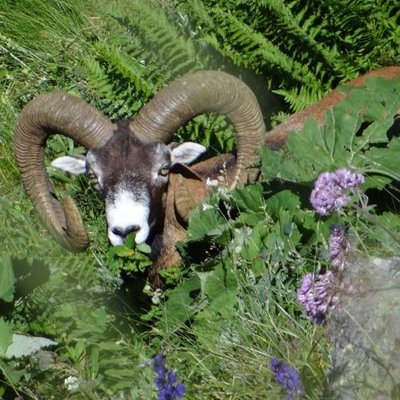 mouflon