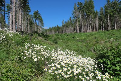 Montagne du Mont