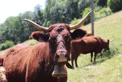 Vache Salers