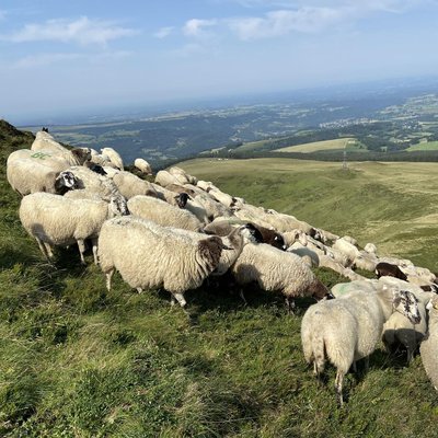 estive ovine