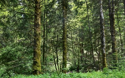 La forêt du Bois Marilhou