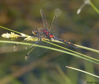 Leucorrhine douteuse