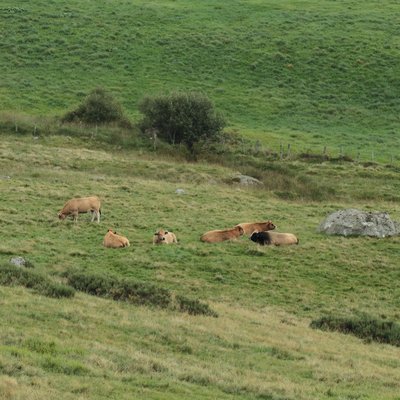 Des Aubracs dans une estive
